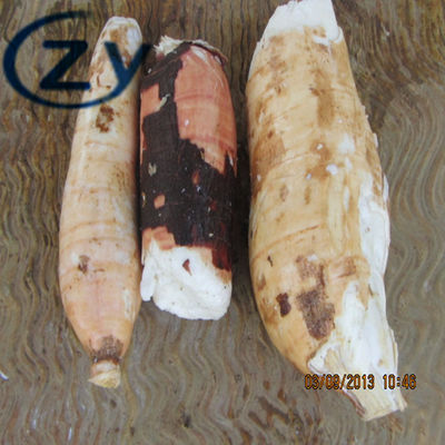 Manioka-Schale des Edelstahl-304 und Waschmaschinen-Tapioka-Herstellung